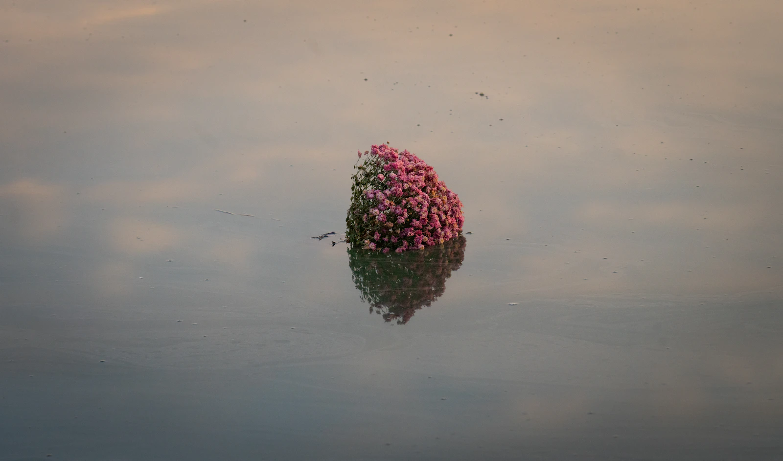 Des fleurs flottant sur une eau calme